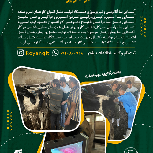تلقیح مصنوعی در گاو - در تبریز